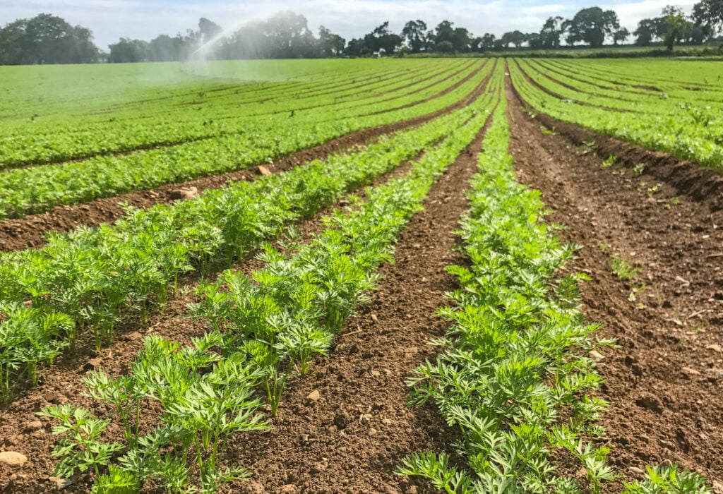 Carrots being irrigated on O’Shea Farms