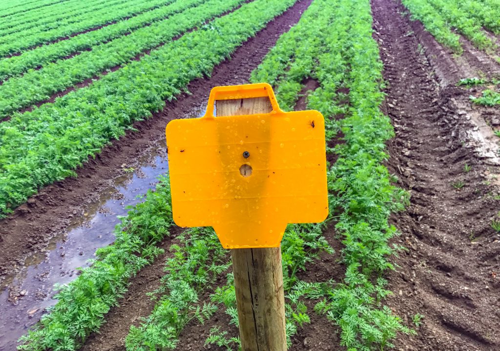 Fly traps are part of the integrated pest management strategy
