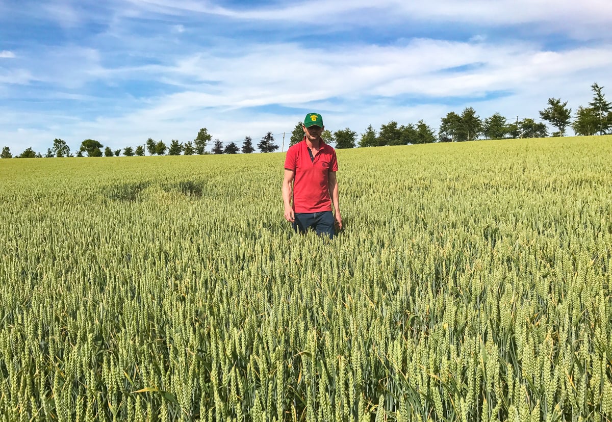 Derek Keeling walking his wheat in north Dublin