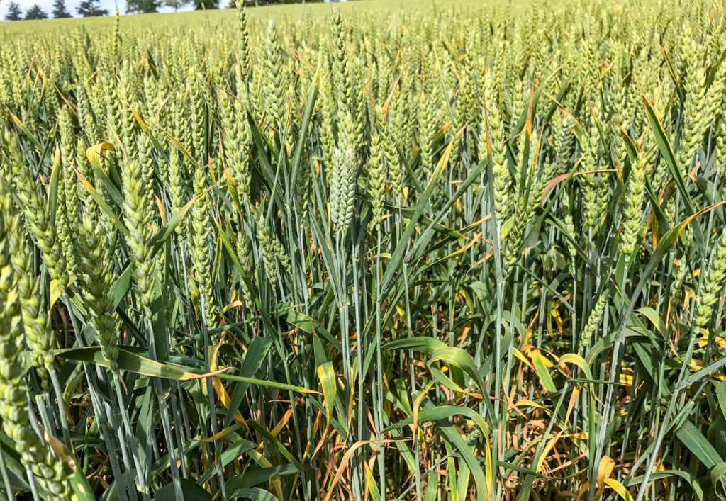 Winter wheat on Derek’s farm in north Dublin