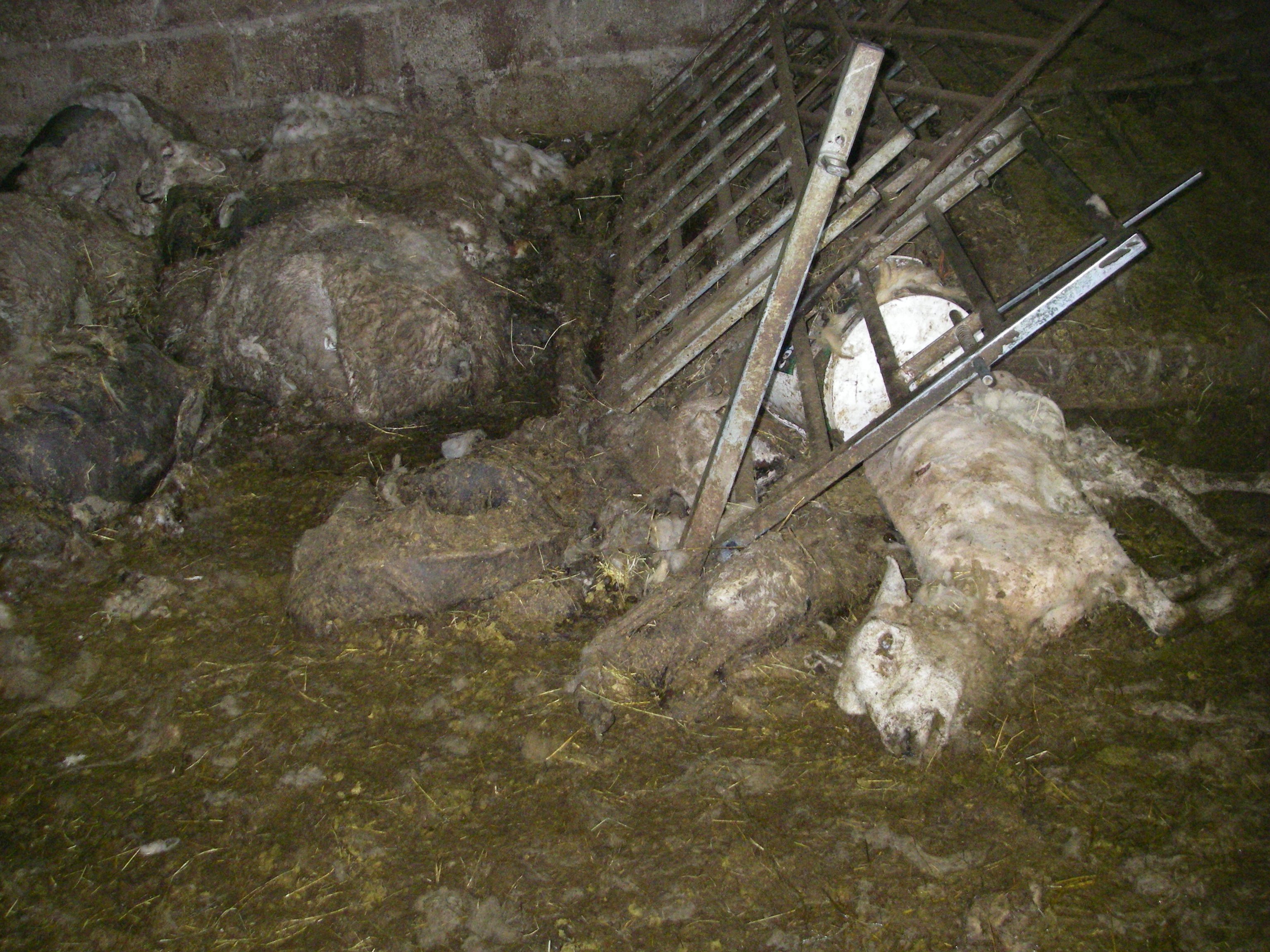 Image source: RSPCA