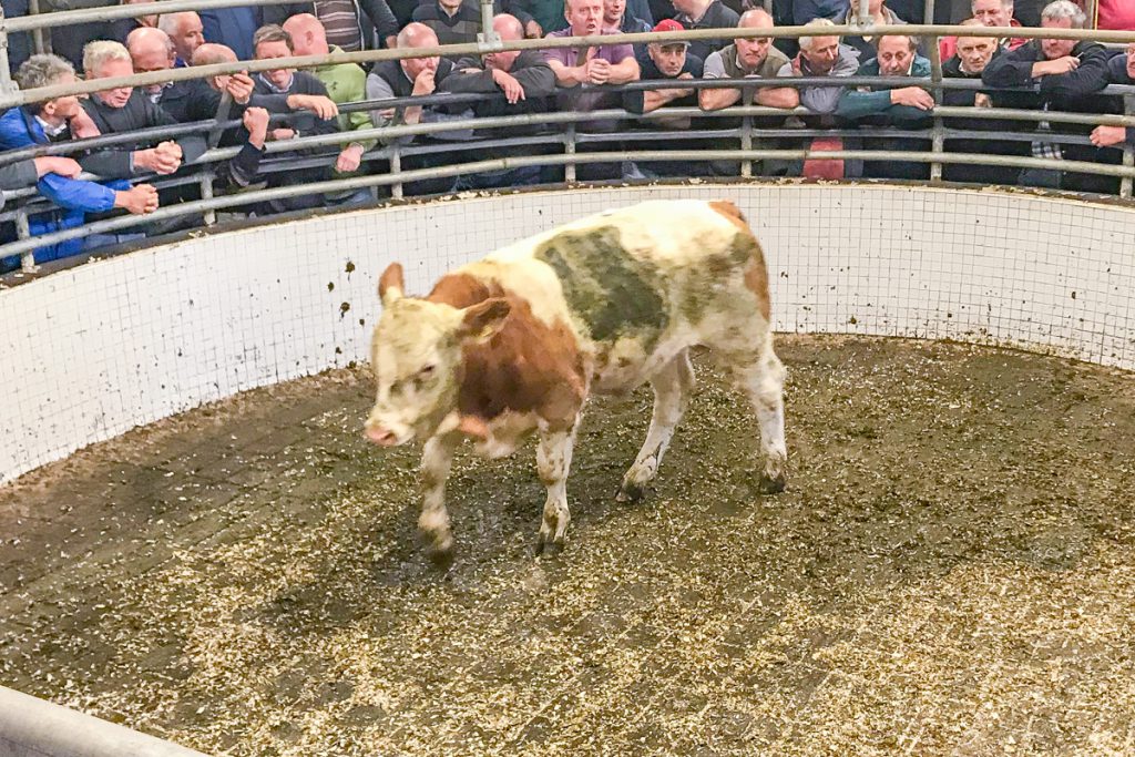 This 305kg, October-2017 born, Simmental bullock made €790 or €2.59/kg