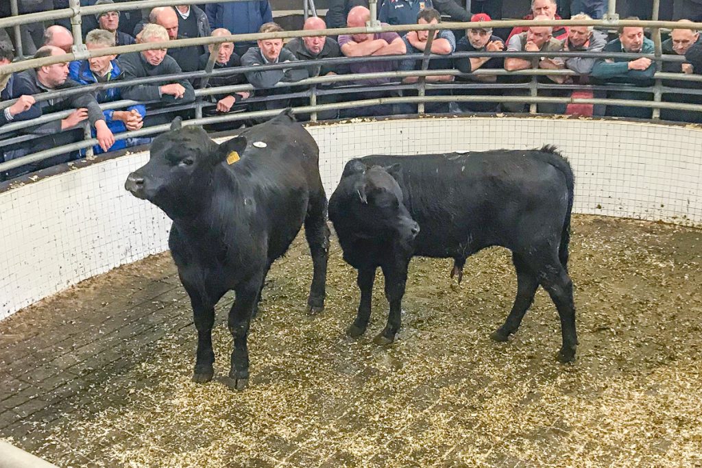 These 300kg, July-2017 born, Aberdeen Angus bulls made €680 or €2.26/kg