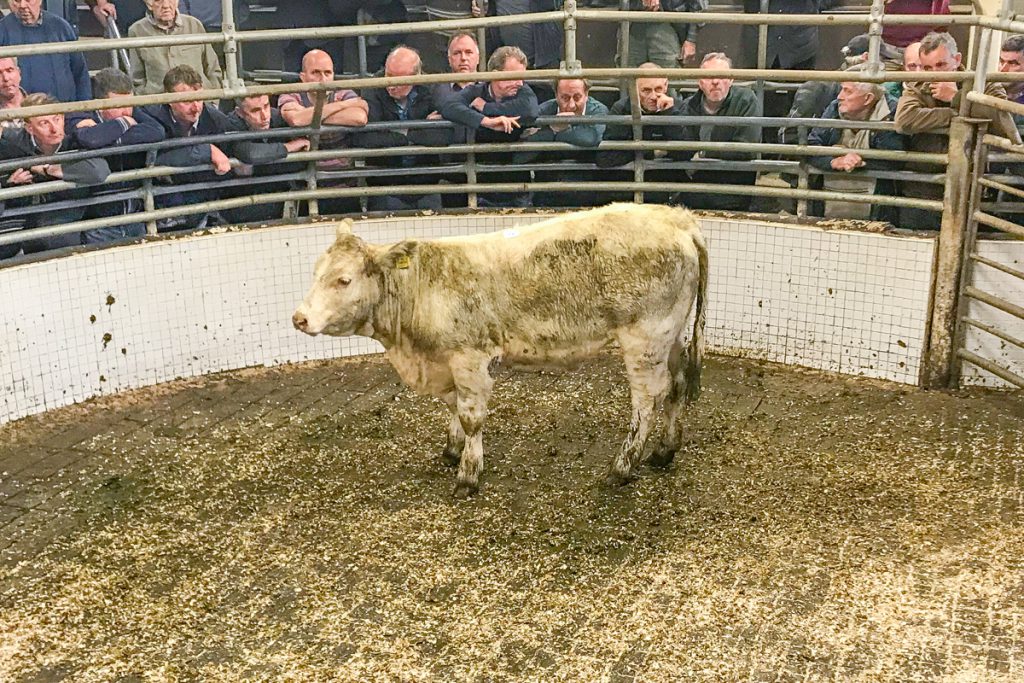 This 280kg, October-2017 born, Charolais heifer sold for €835 or €2.98/kg