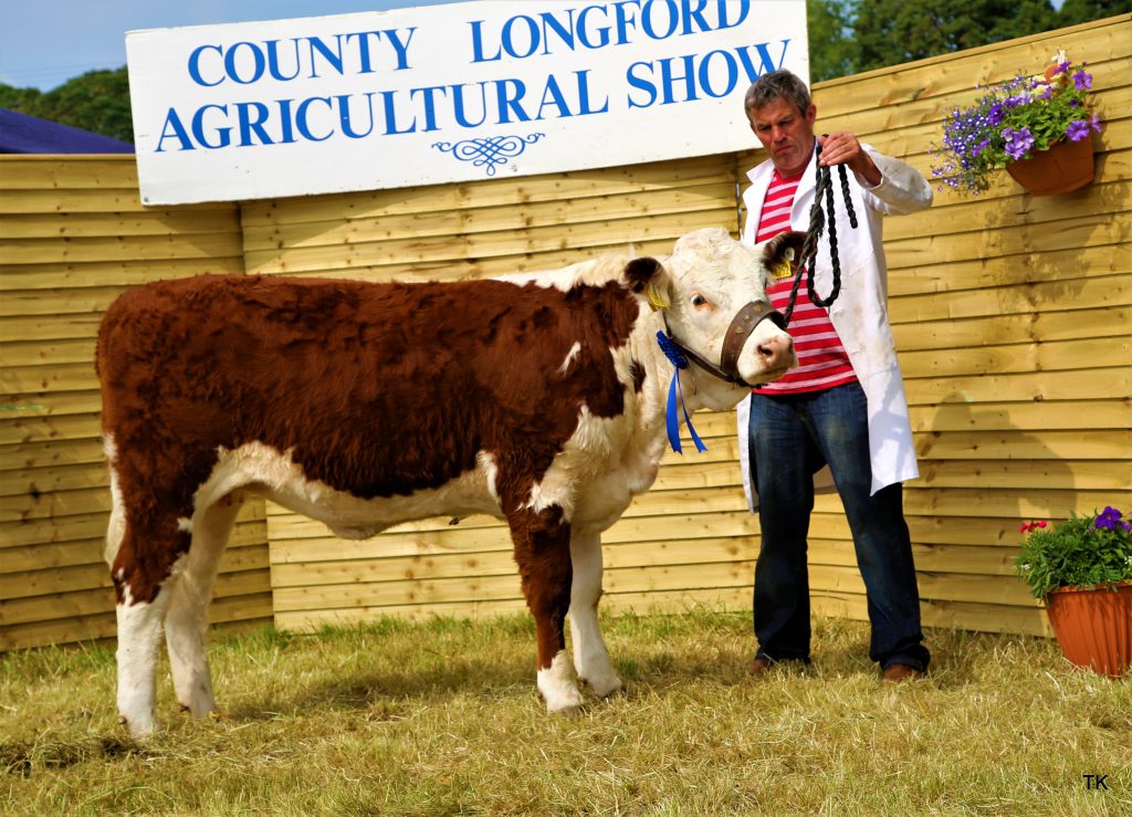 Reserve Heifer Calf Champion went to Bellingham Nevin, owned by Frances McKiernan