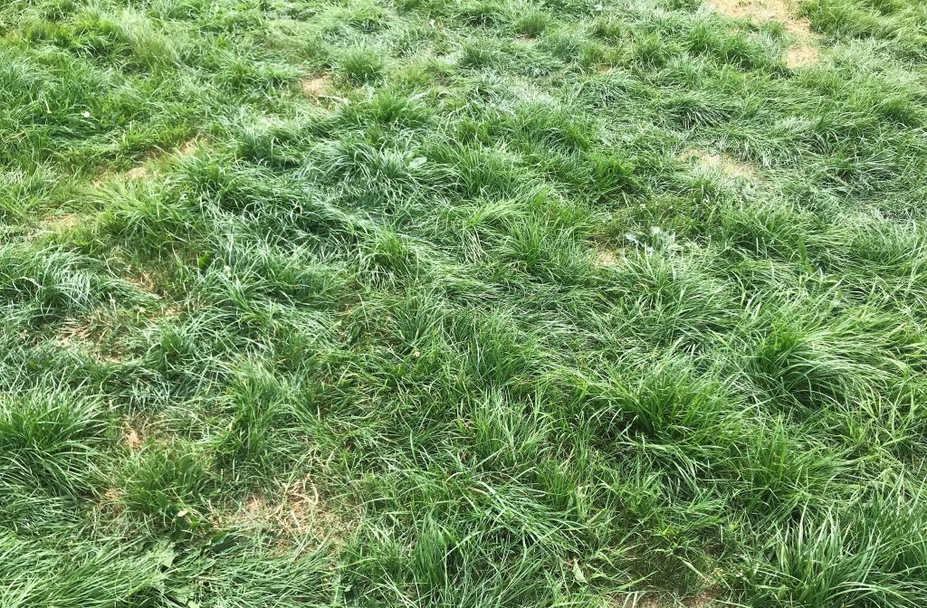 Second-cut silage paddock; first cut harvested June 1