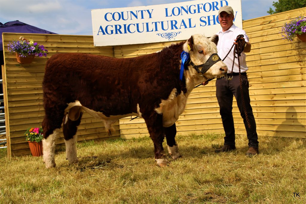 Reserve Bull Calf Champion went to Moyclare Quinlan, led by owner Michael Molloy