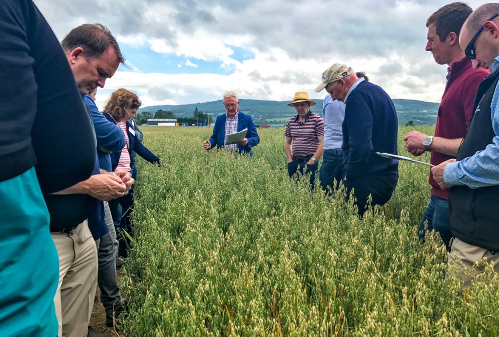 A crop of winter oats destined for Flahavan’s on O’Shea Farms, Co. Kilkenny