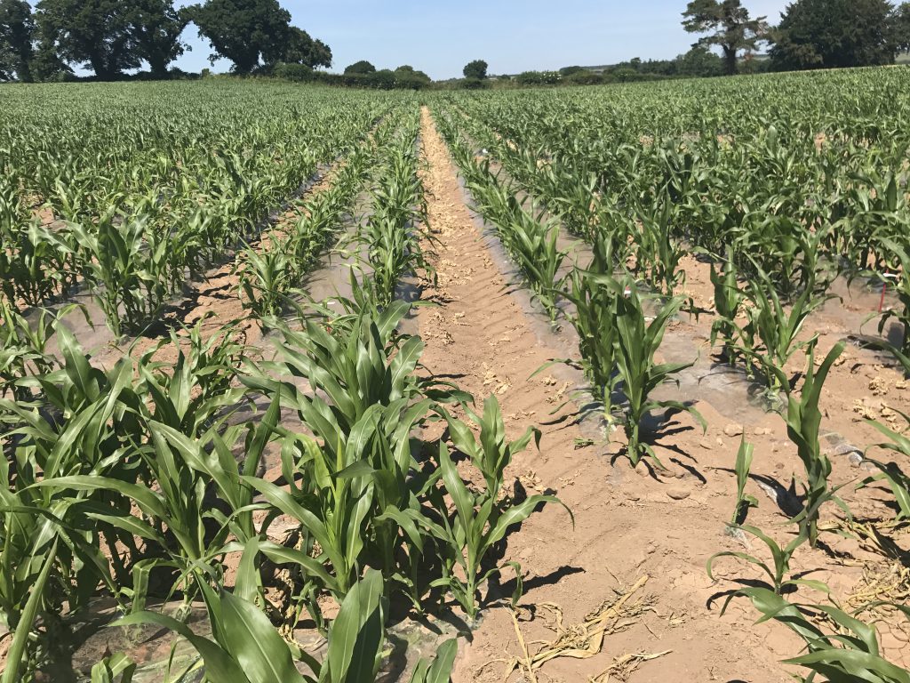 Maize at Ballyderowan, Co. Cork, where the DAFM/ISTA trials open day took place last week