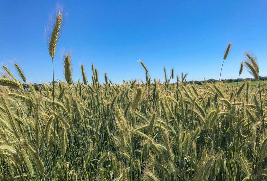A plot of rye at the Goldcrop open day