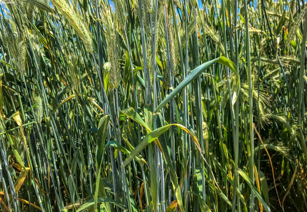 Rye has a strong straw