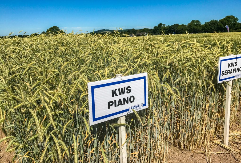 Seedtech's trial site