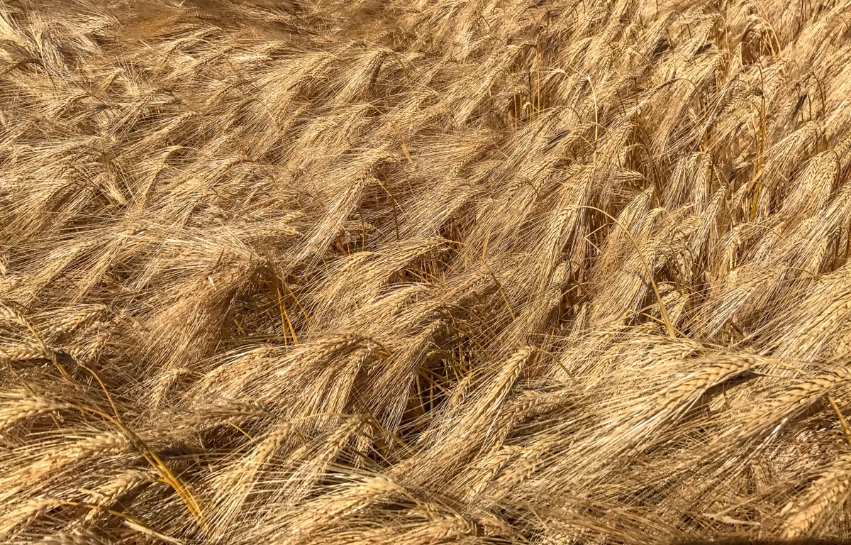 The Escarde winter barley in Danesfort, Co. Kilkenny