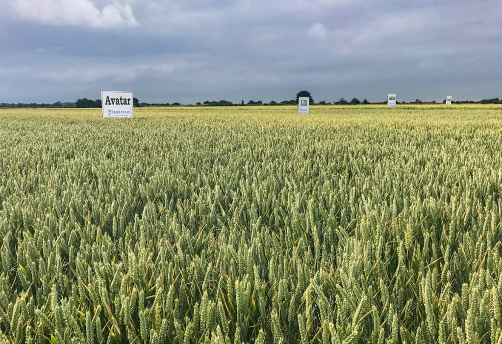 Large plots of winter wheat varietes