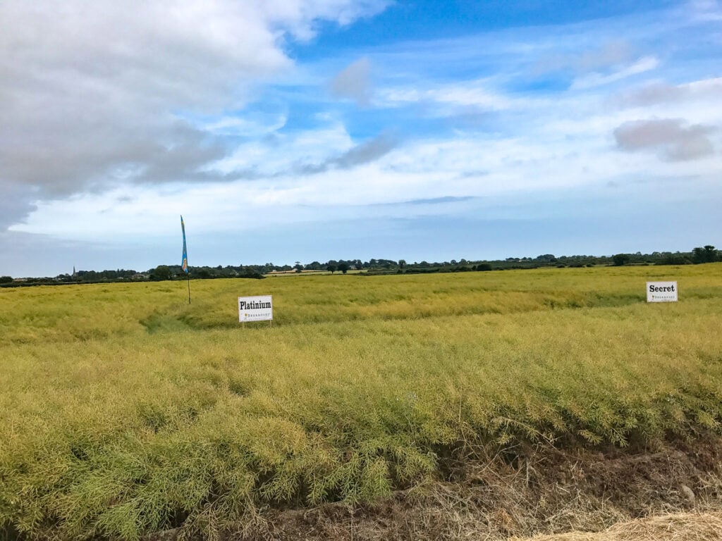 Oilseed rape varieties in Termonfeckin