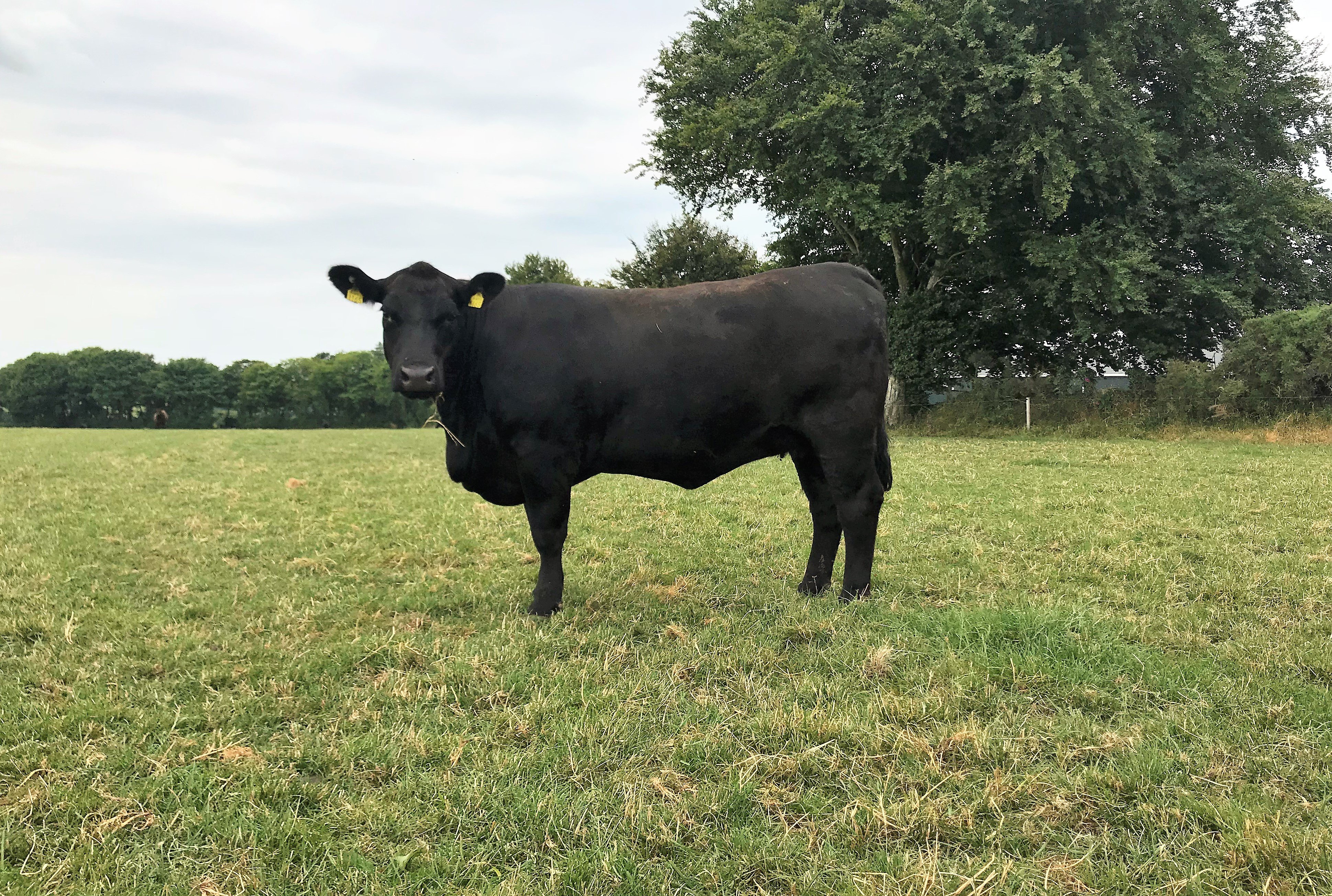 In-calf heifer