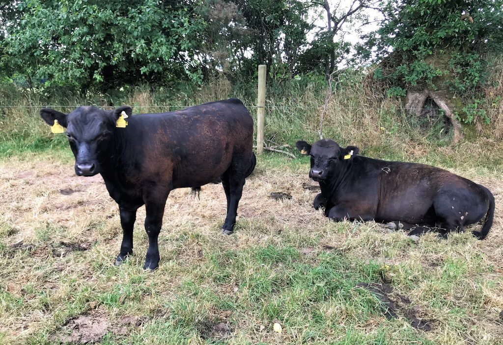 Autumn-2017 born bulls