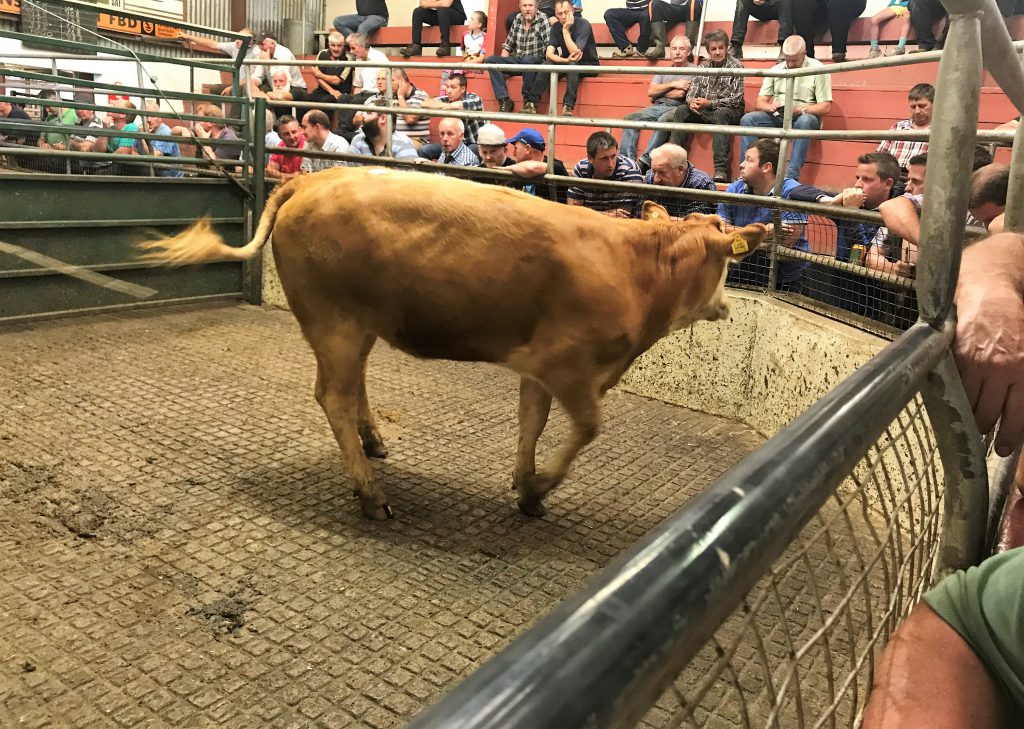 This 415kg, April-2017 born, Limousin heifer sold for €880 or €2.12/kg