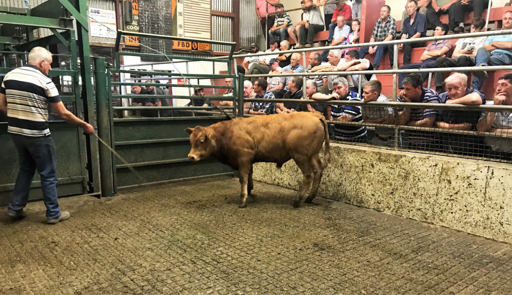 This 295kg, November-2017 born, Limousin bull sold for €860 or €2.91/kg