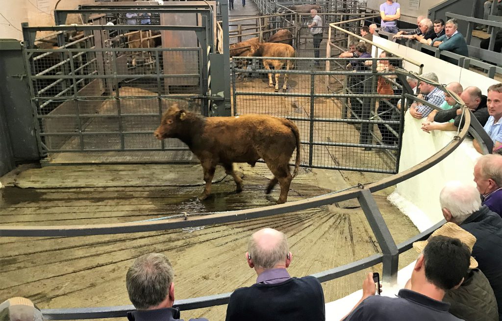 This 405kg, September-2017 born, Limousin bull sold for €1,040 or €2.56/kg