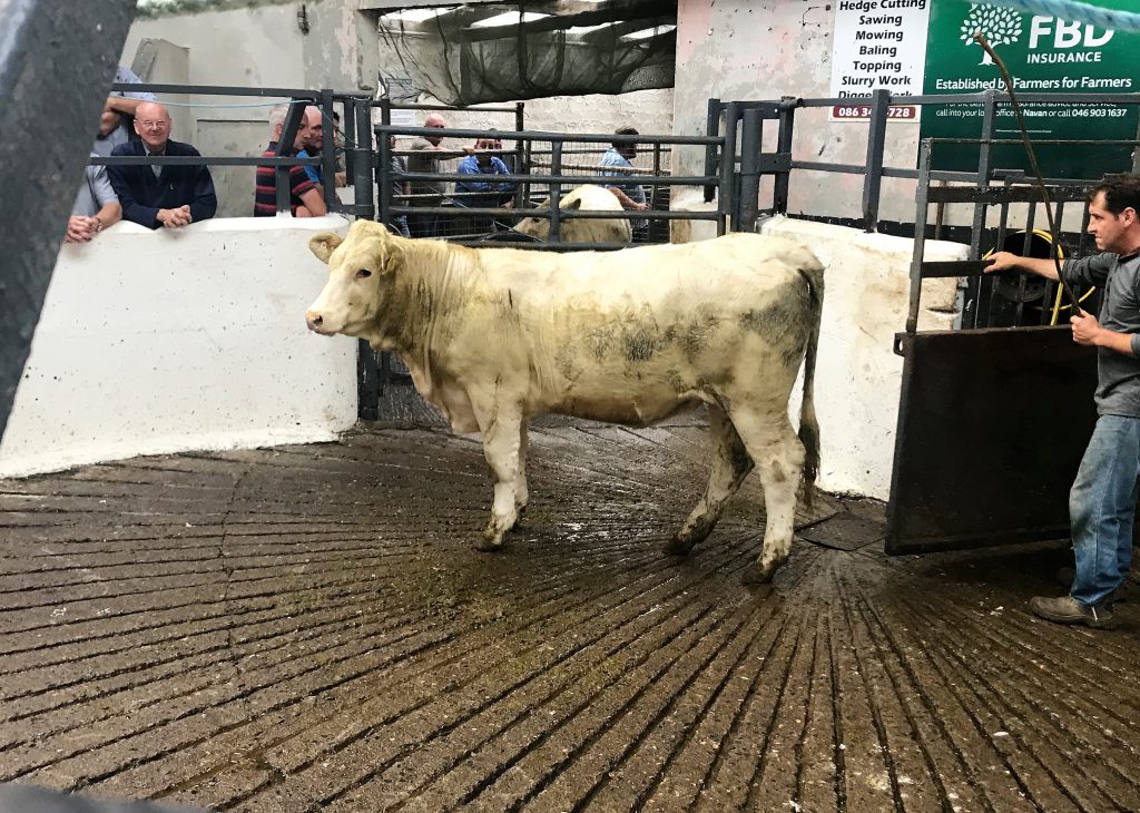 This 425kg, September-2017 born, Charolais heifer sold for €830 or €1.95/kg