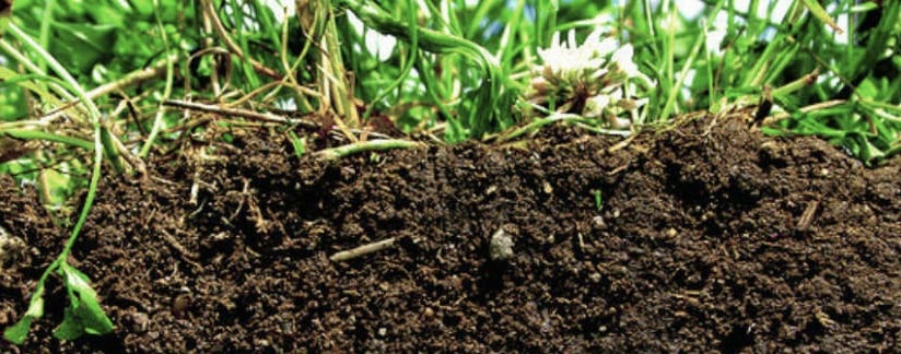 Healthy soil. Image source: DAERA