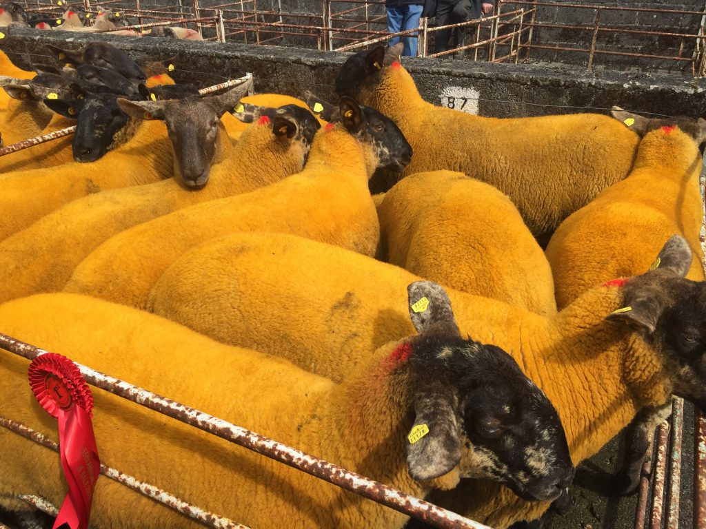 Consigned by James McCarthy, this pen of hoggets claimed the red rosette and topped the sale at €230/head