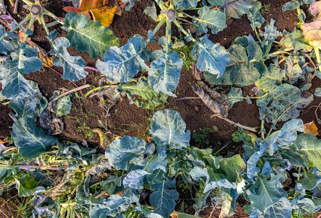 Organic broccoli plants which have been harvested