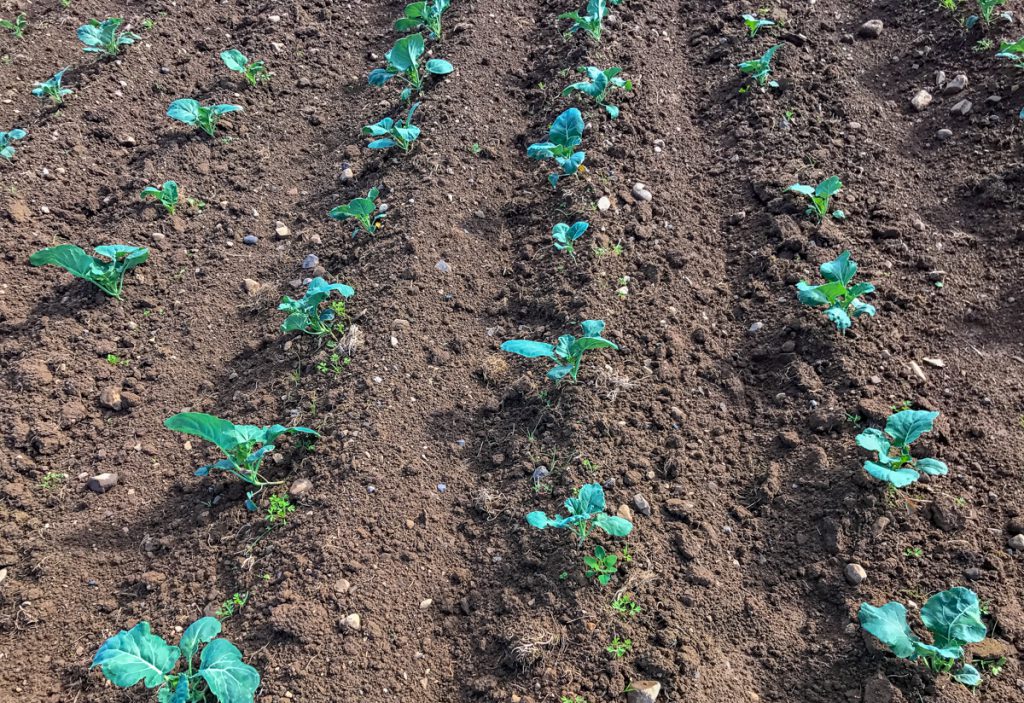 Organic broccoli plants being grown by Paul Brophy Produce