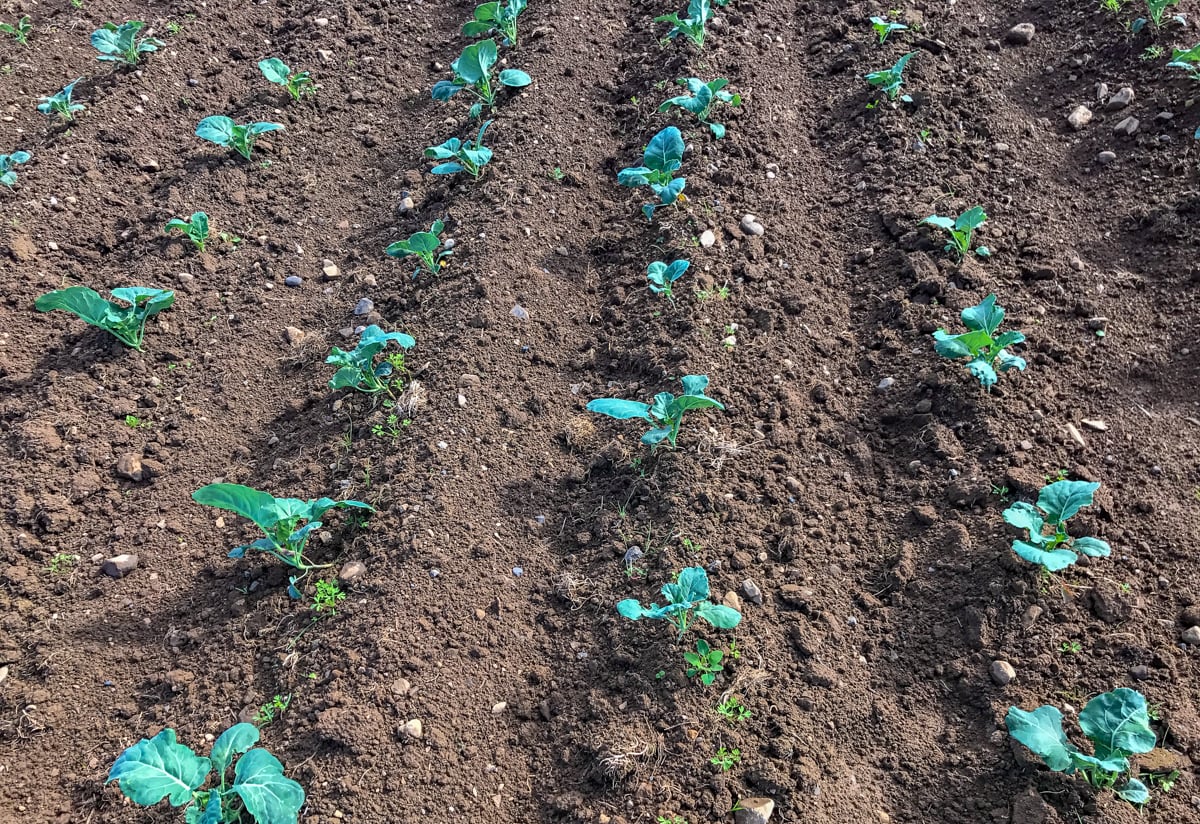 Organic broccoli plants being grown by Paul Brophy Produce