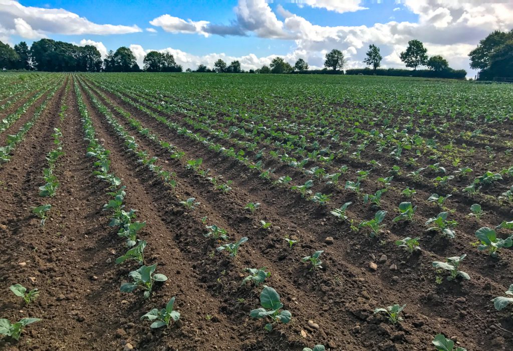 Organic broccoli plants which were sown on July 19