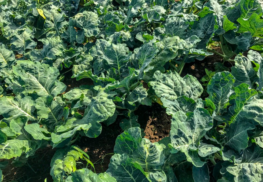 Organic broccoli plants