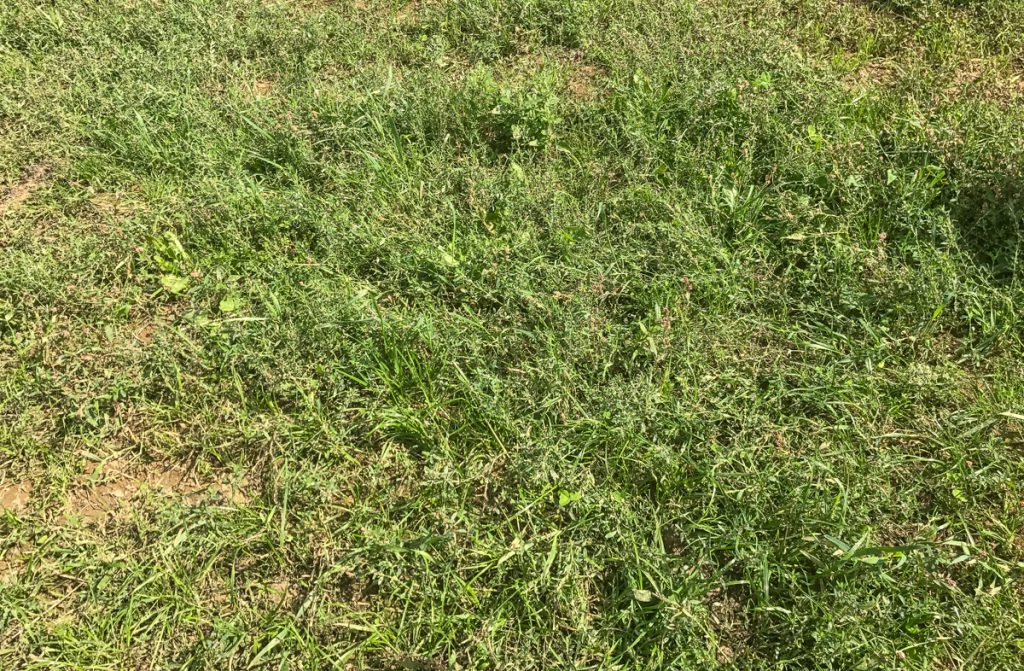 Grass recently over-seeded following arable silage on Treacy’s farm