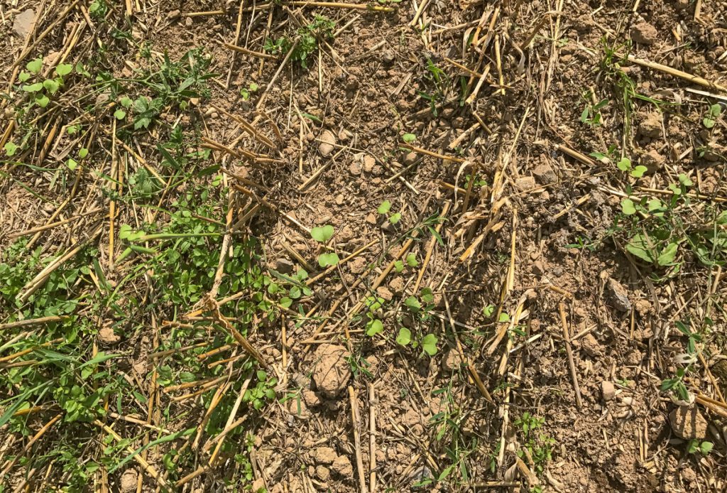 Donald planted a crop of forage rape and stubble turnip after his oats crop
