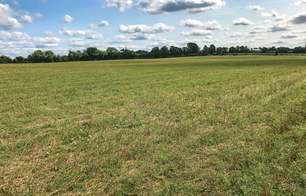 Sludge was spread on the oats stubble where forage rape and stubble turnip was sown