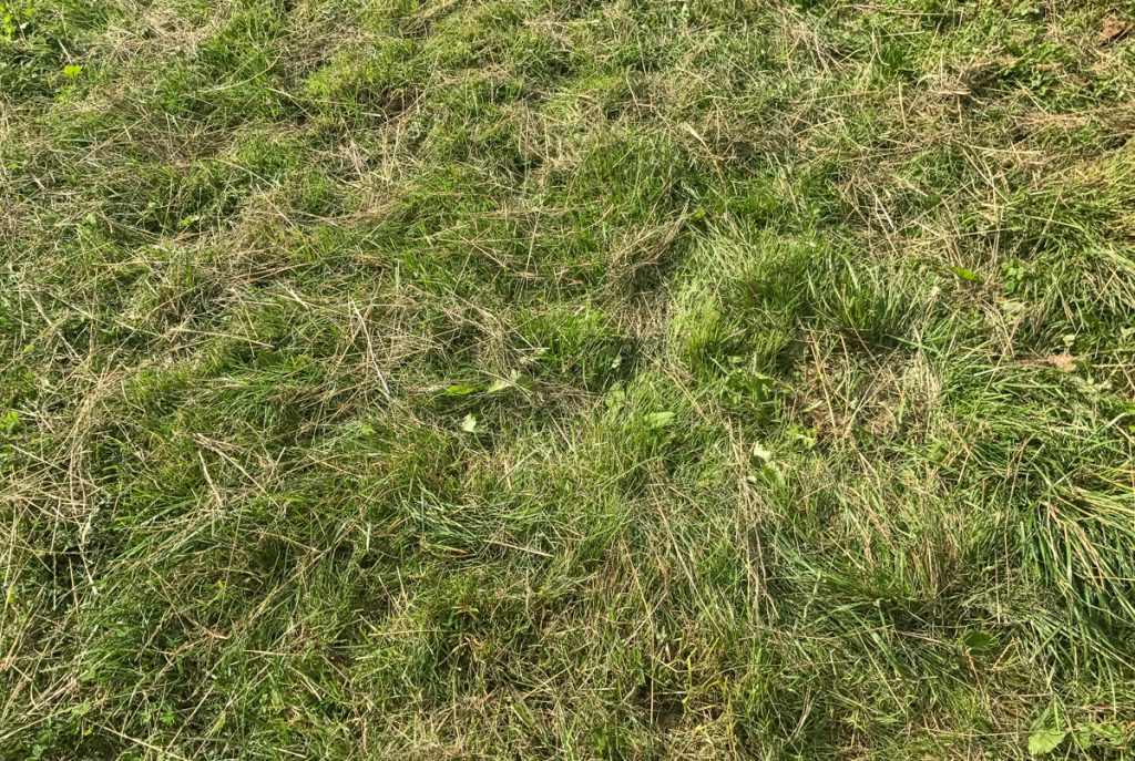 Grass recently topped on Treacy’s farm