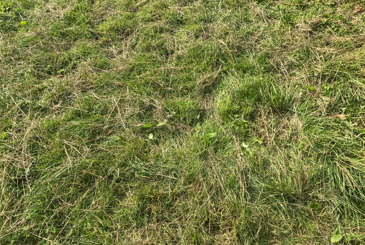 Grass recently topped on Treacy’s farm