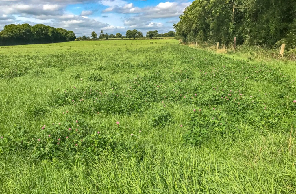Red clover on Treacy’s farm