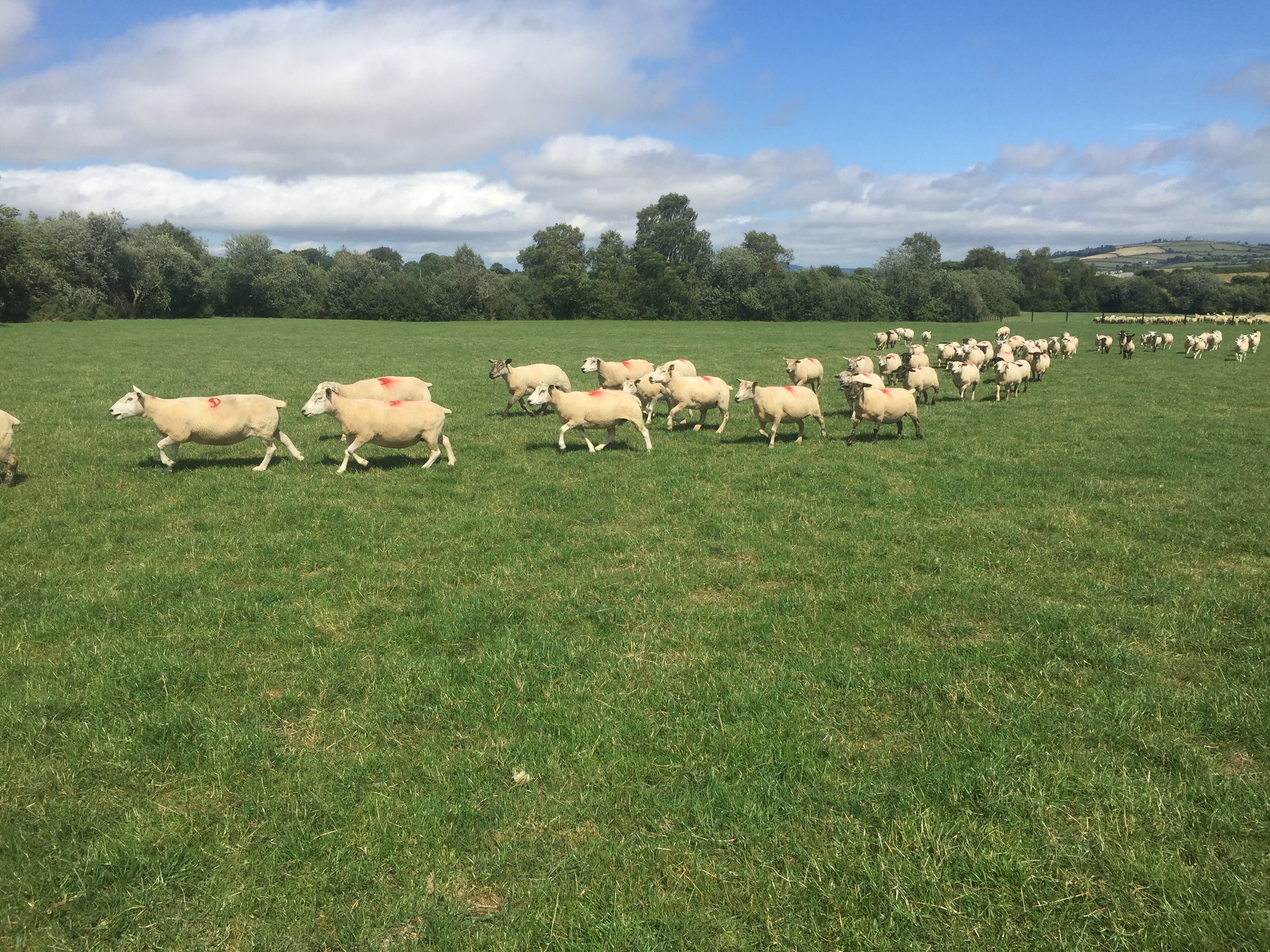 Some of the ewes on John’s farm