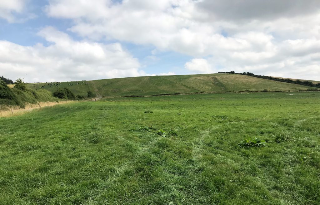 Grass situation on July 5