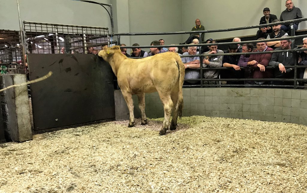 This 415kg, April-2017 born, Charolais heifer sold for €1,060 or €2.55/kg