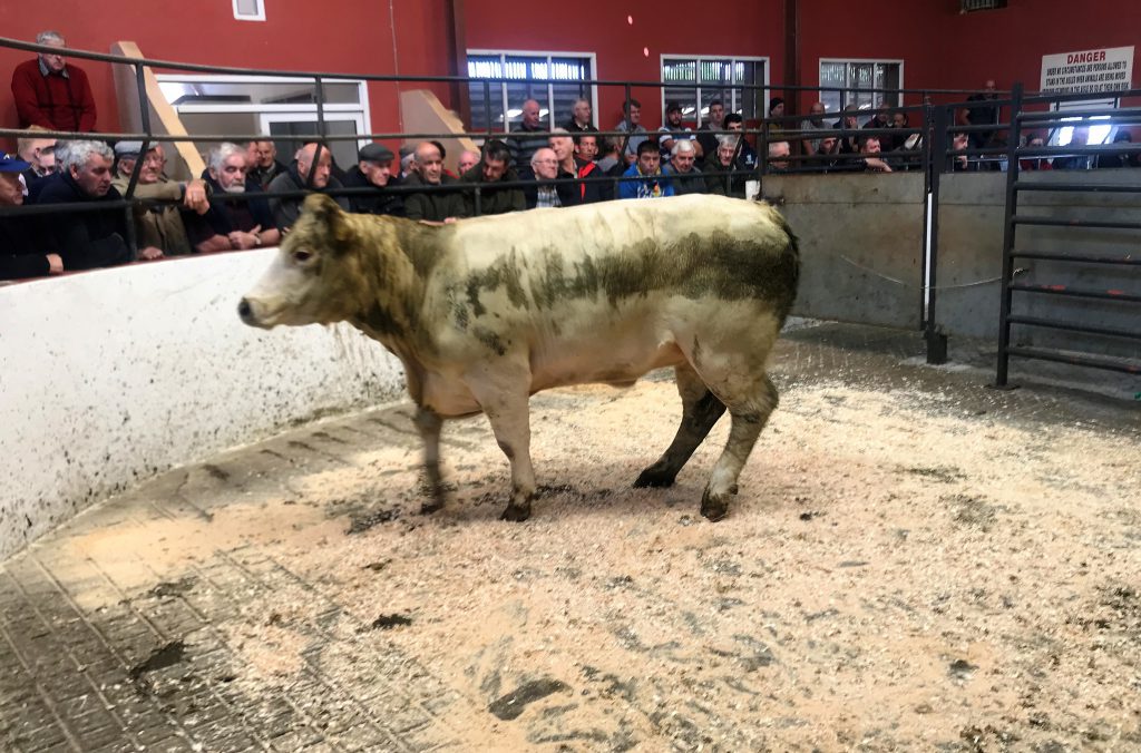 This 480kg, June-2016 born, Charolais heifer sold for €1,115 or €2.32/kg