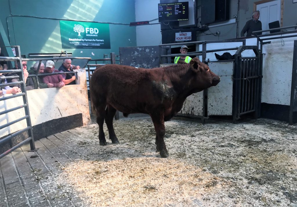 This 555kg, May-2016 born, Saler bullock made €1,200 or €2.16/kg