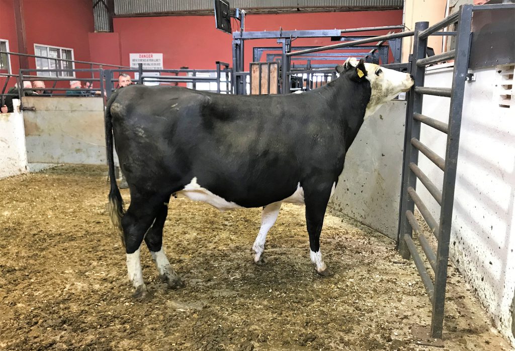 This Hereford cow was in-calf to an Angus bull; she sold for €950