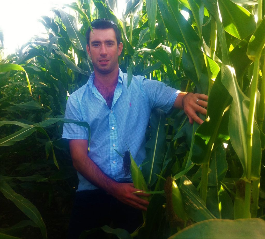Mark Hosford checking crop condition