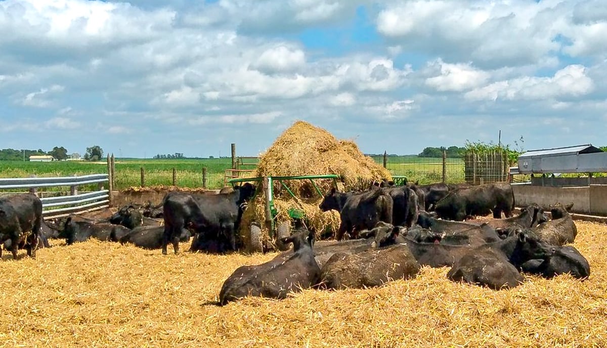 Some of the cattle on Michelle’s farm. Image source: @thefarmbabe