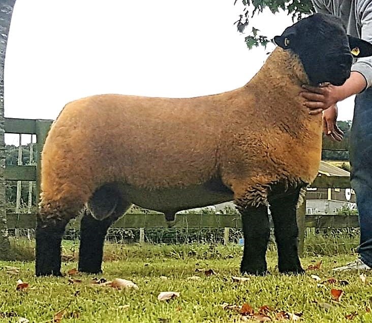 Last year’s champion at the Roscrea Premier Show and Sale