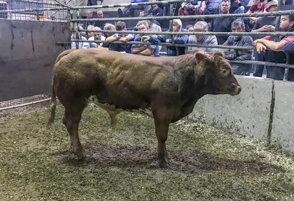 This 475kg, August-2017 born, Limousin bull made €1,165 or €2.45/kg