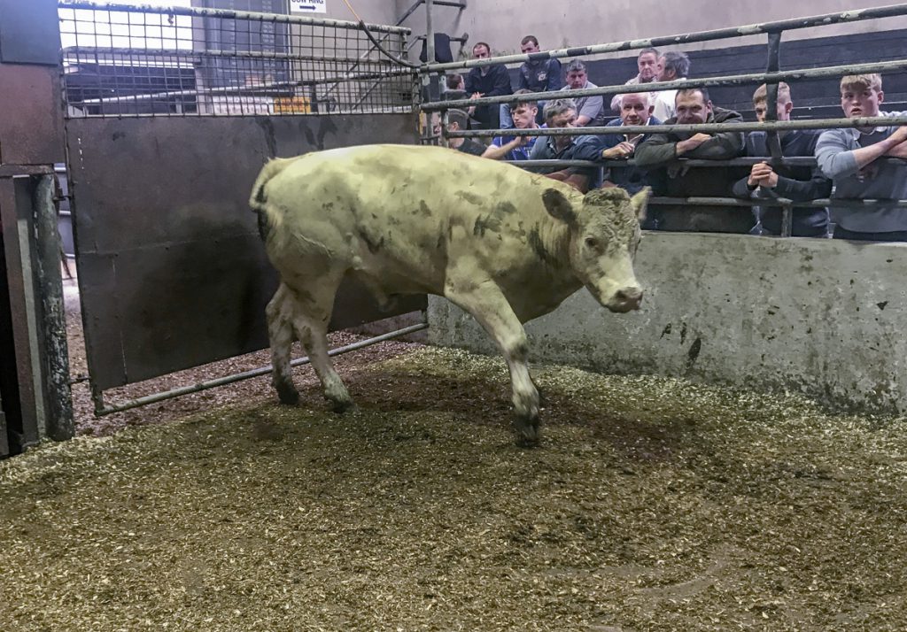 This 620kg, March-2016 born, Charolais steer made €1,355 or €2.02/kg