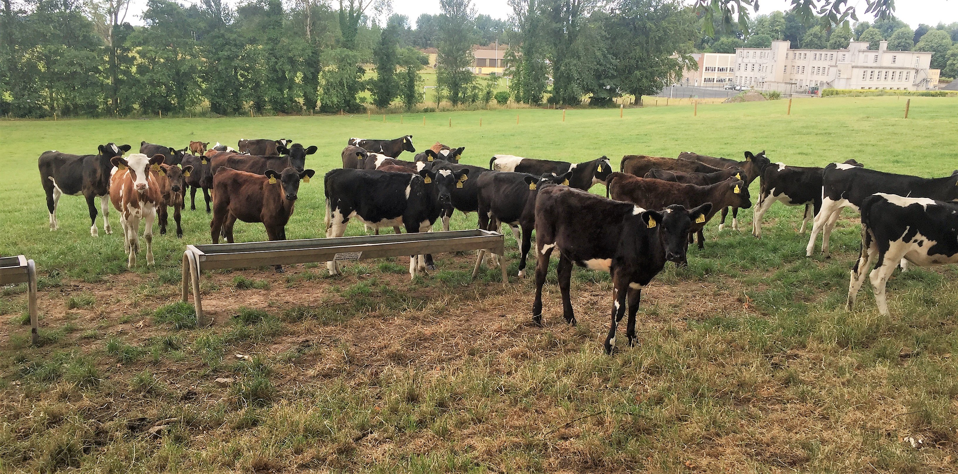 Some of the next generation of Pallaskenry’s herd